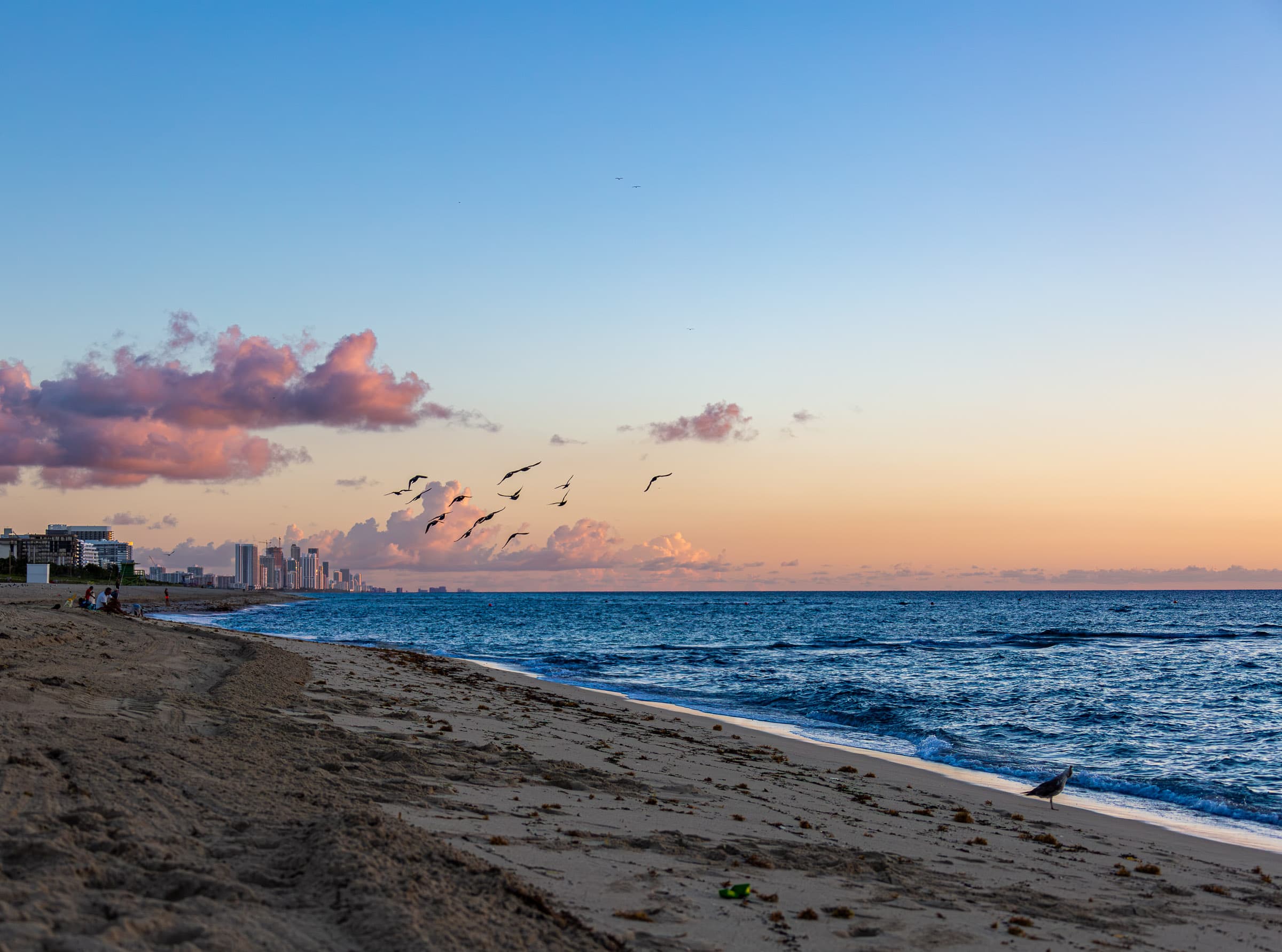 Flock of birds flying above Miami Beach with the Atlantic Ocean, shoreline, people, and distant Miami skyline in early morning light, photographed by Francisco Colón.