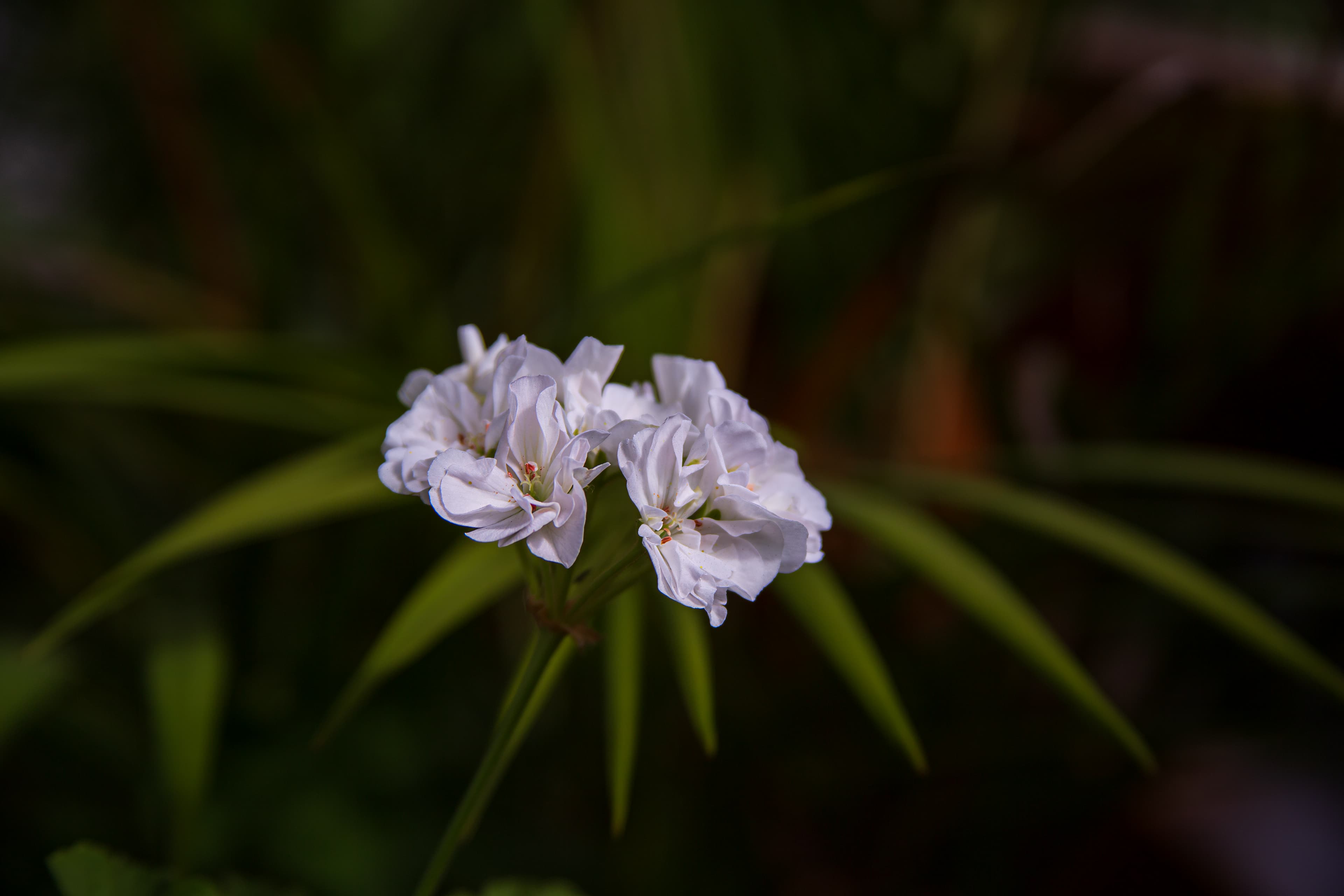 Small cluster of white flowers, believed to be a Pelargonium or geranium, emerging from deep green foliage on the balcony of an apartment in Mexico City, with long leaves radiating softly behind the blossoms.