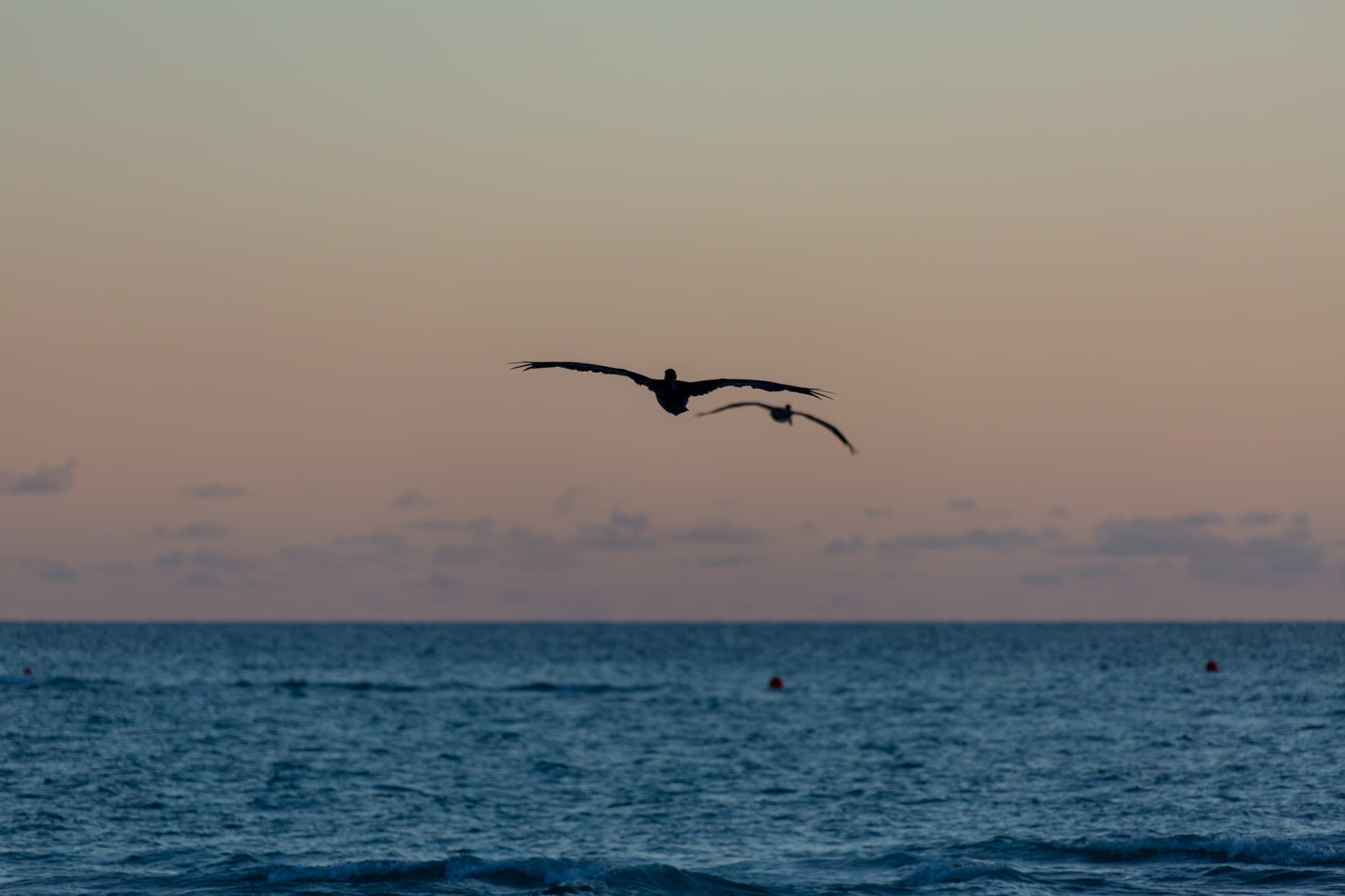 Two birds flying above the ocean at daybreak, silhouetted against a broad softly colored morning sky.