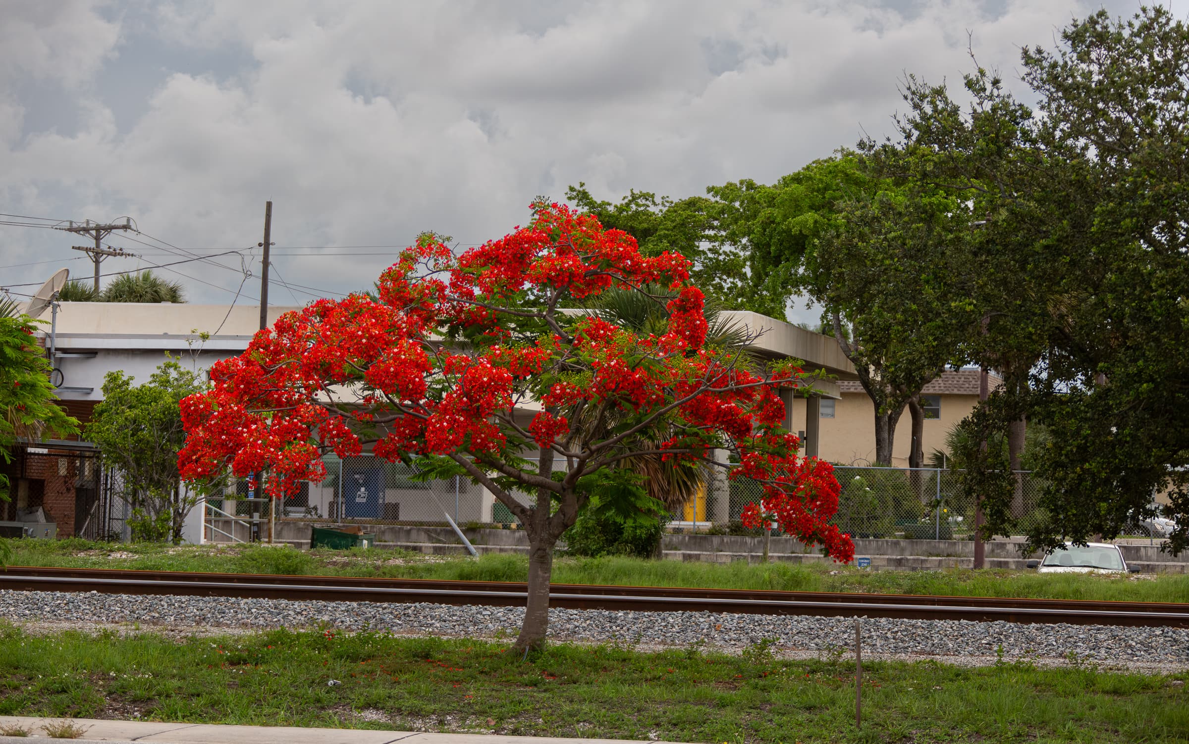 A red flowering flamboyán standing in a narrow strip of land between Dixie Highway and railroad tracks in Lake Worth, Florida.