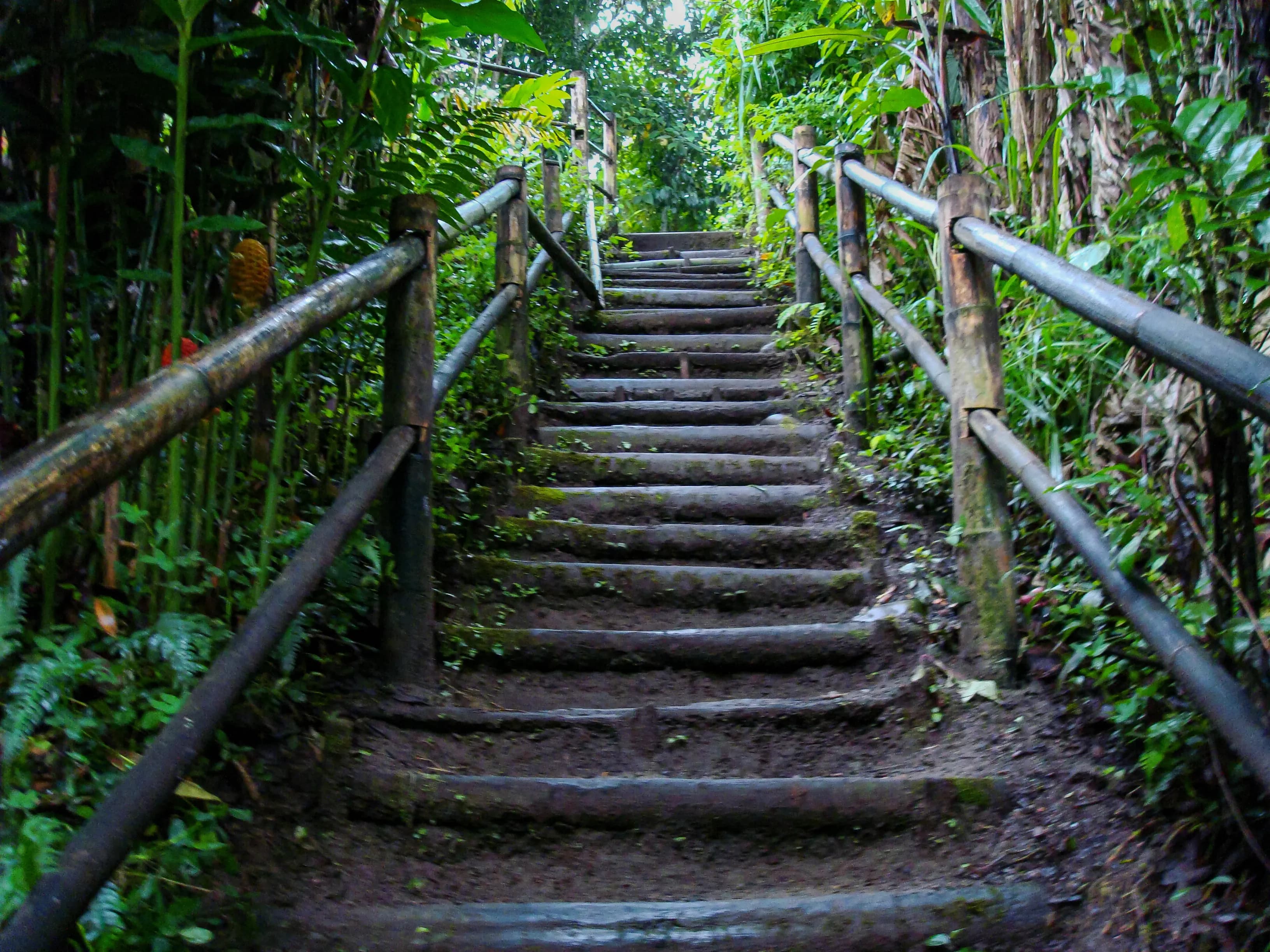 Wooden staircase and railings ascending through dense tropical vegetation in Mindo, Ecuador, with the destination hidden beyond the top of the steps, titled Into Mindo by Francisco Colón.