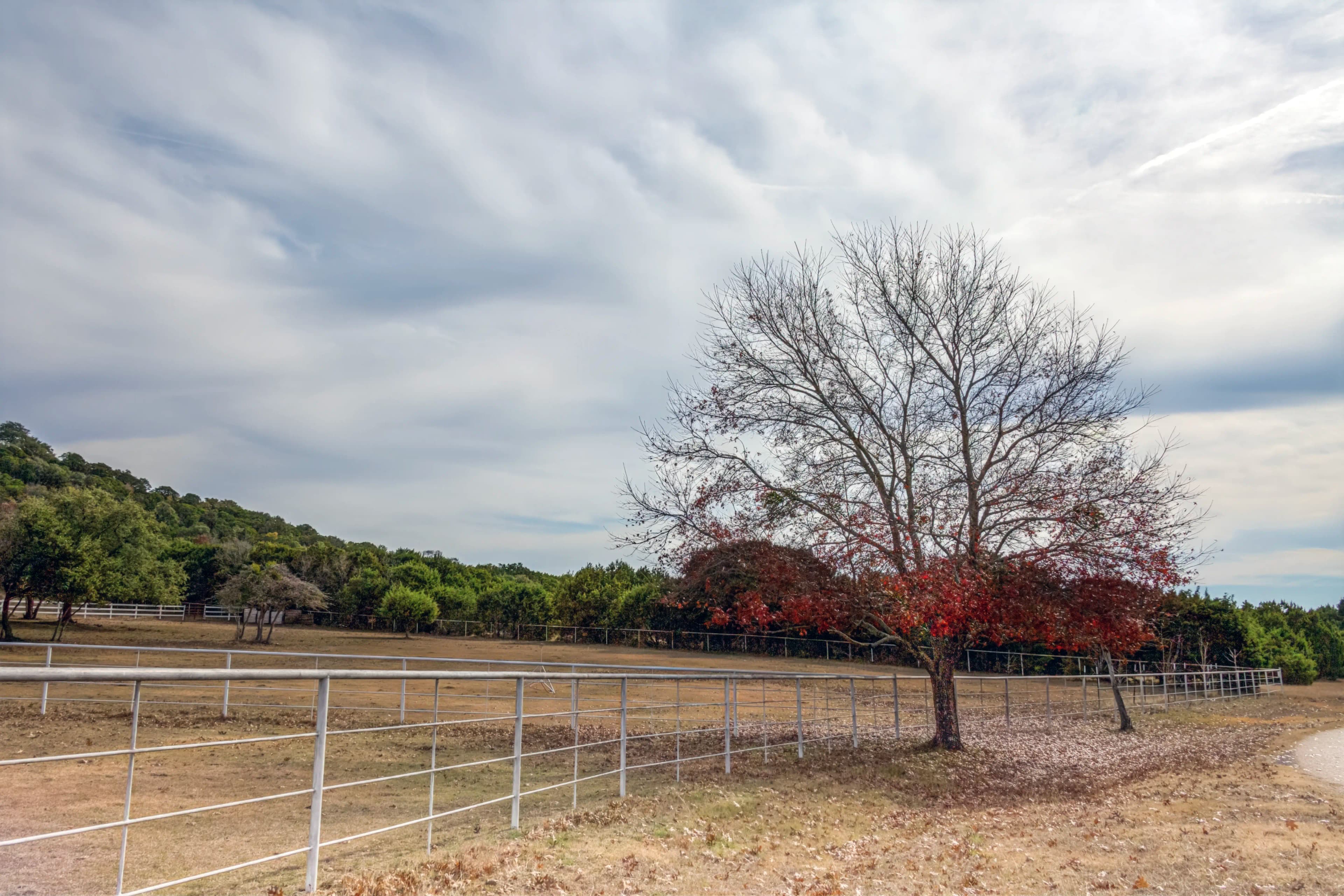 A solitary tree with remaining red leaves stands beneath a broad cloudy winter sky near Killeen, Texas, with fencing across the foreground and a road curving out of sight.