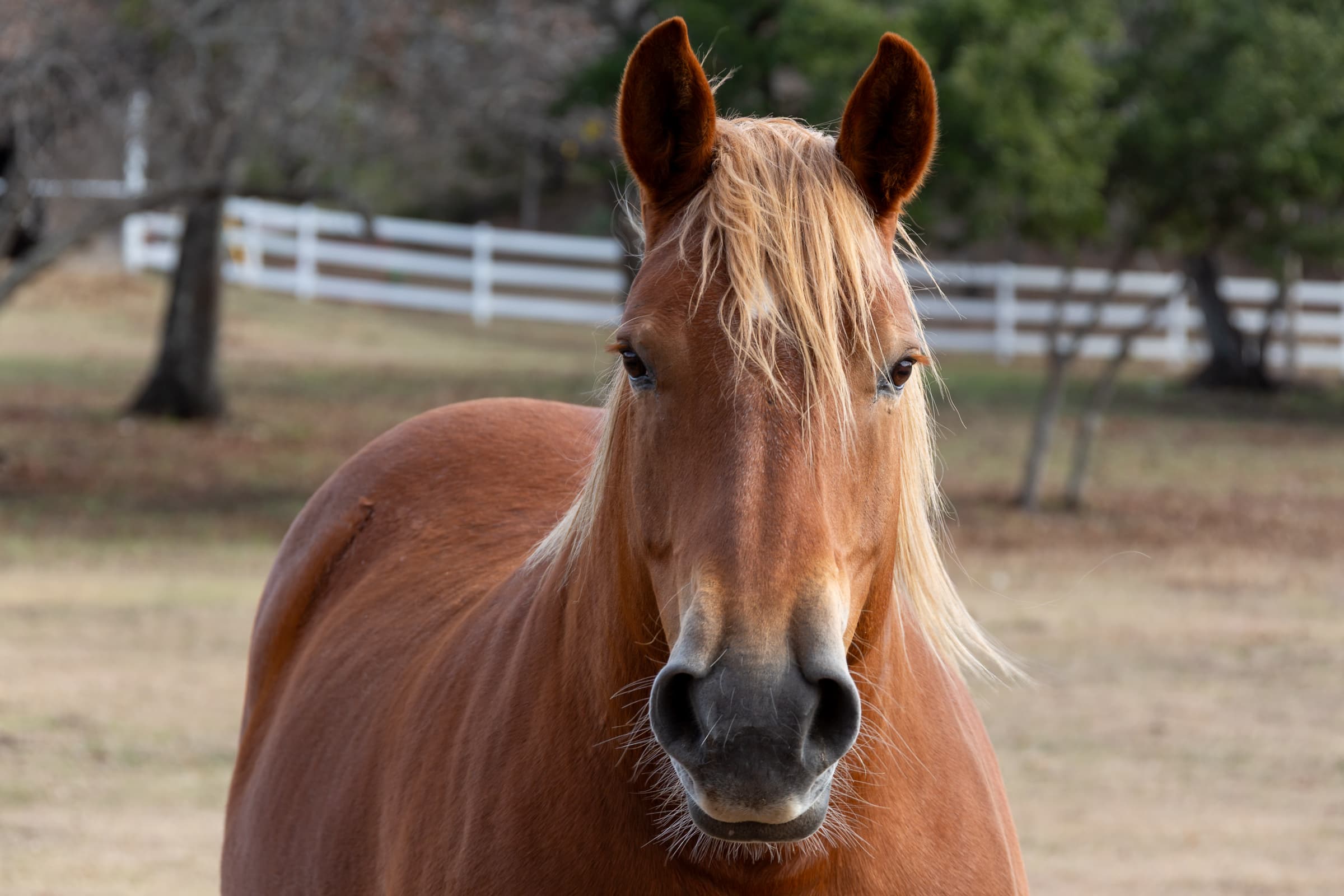 A chestnut horse with a long blond mane looking directly toward the photographer while standing in a pasture in Killeen, Texas.