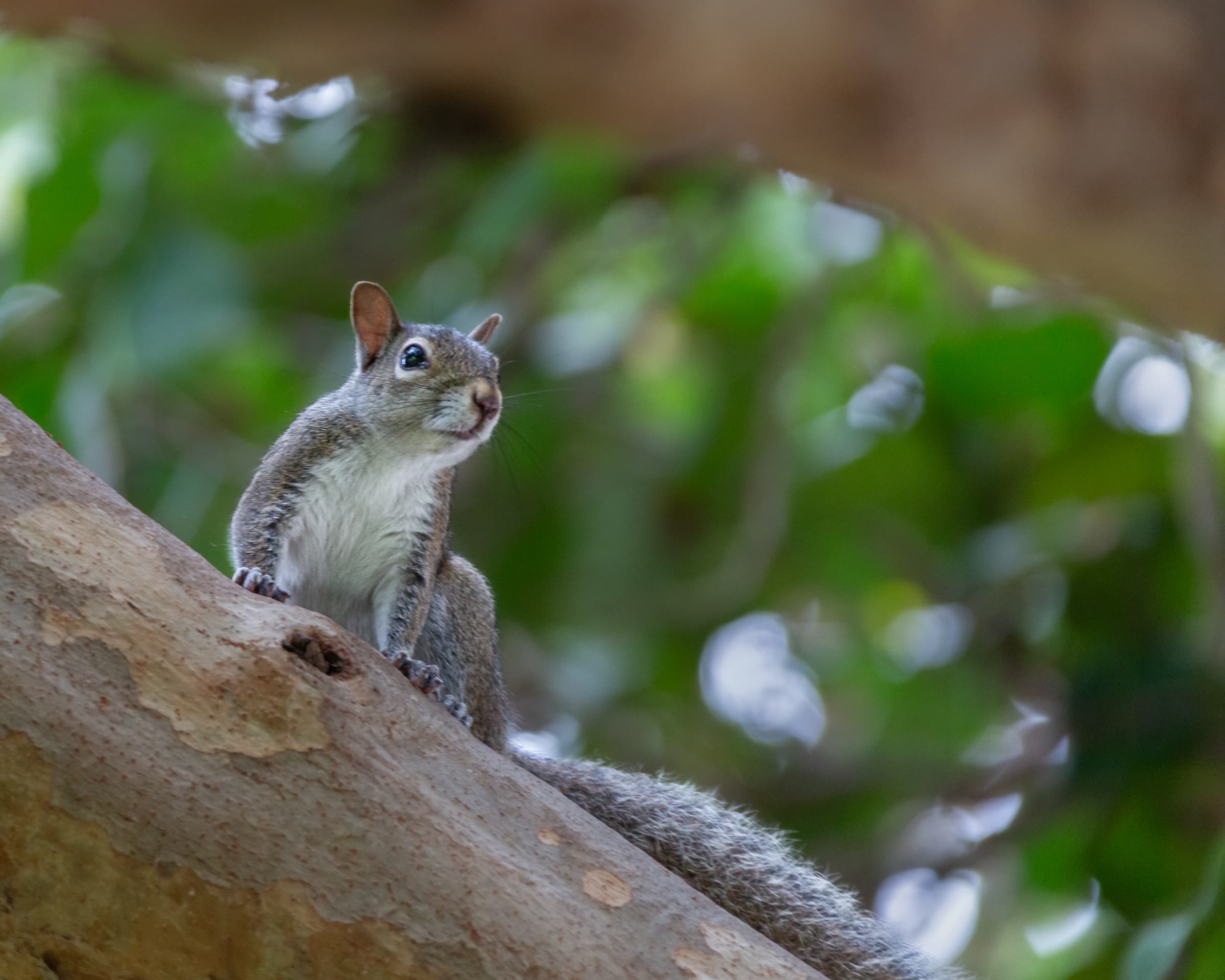 An alert squirrel sits upright on a broad diagonal tree branch beneath a softly blurred canopy in a Lake Worth, Florida park.