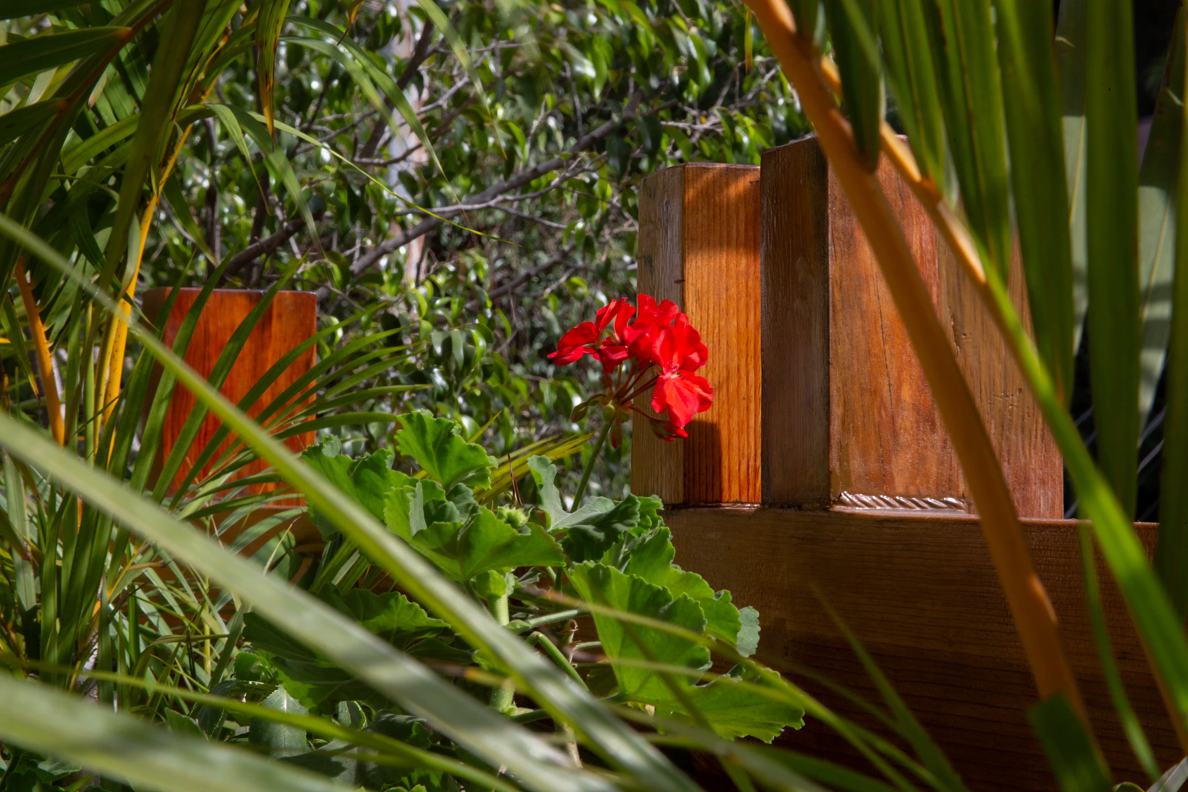 Red flowering geranium or Pelargonium seen through overlapping green foliage beside a sunlit wooden balcony railing in Mexico City.