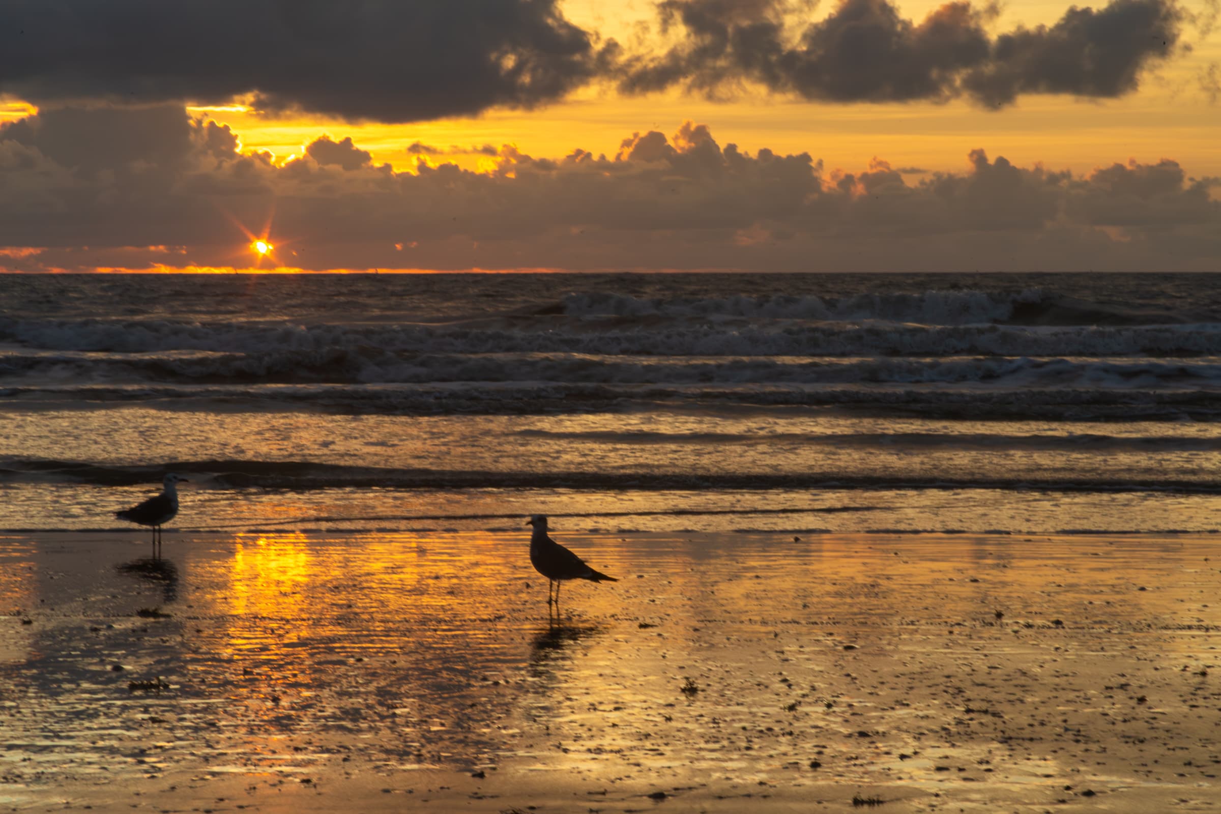 Two shorebirds stand on reflective wet sand as the sun rises through clouds over the Atlantic Ocean at Cape Canaveral, Florida, in Where Morning Finds the Shore by Francisco Colón.