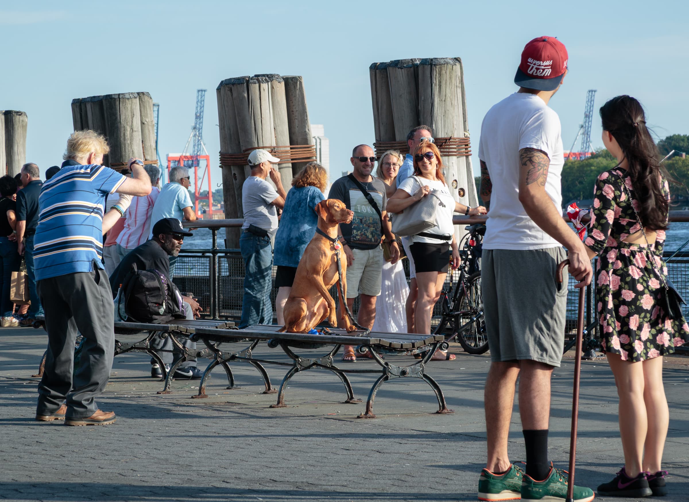 A brown dog sits perfectly still on a waterfront bench at The Battery while visitors gather, watch, and photograph him in the late-afternoon light.