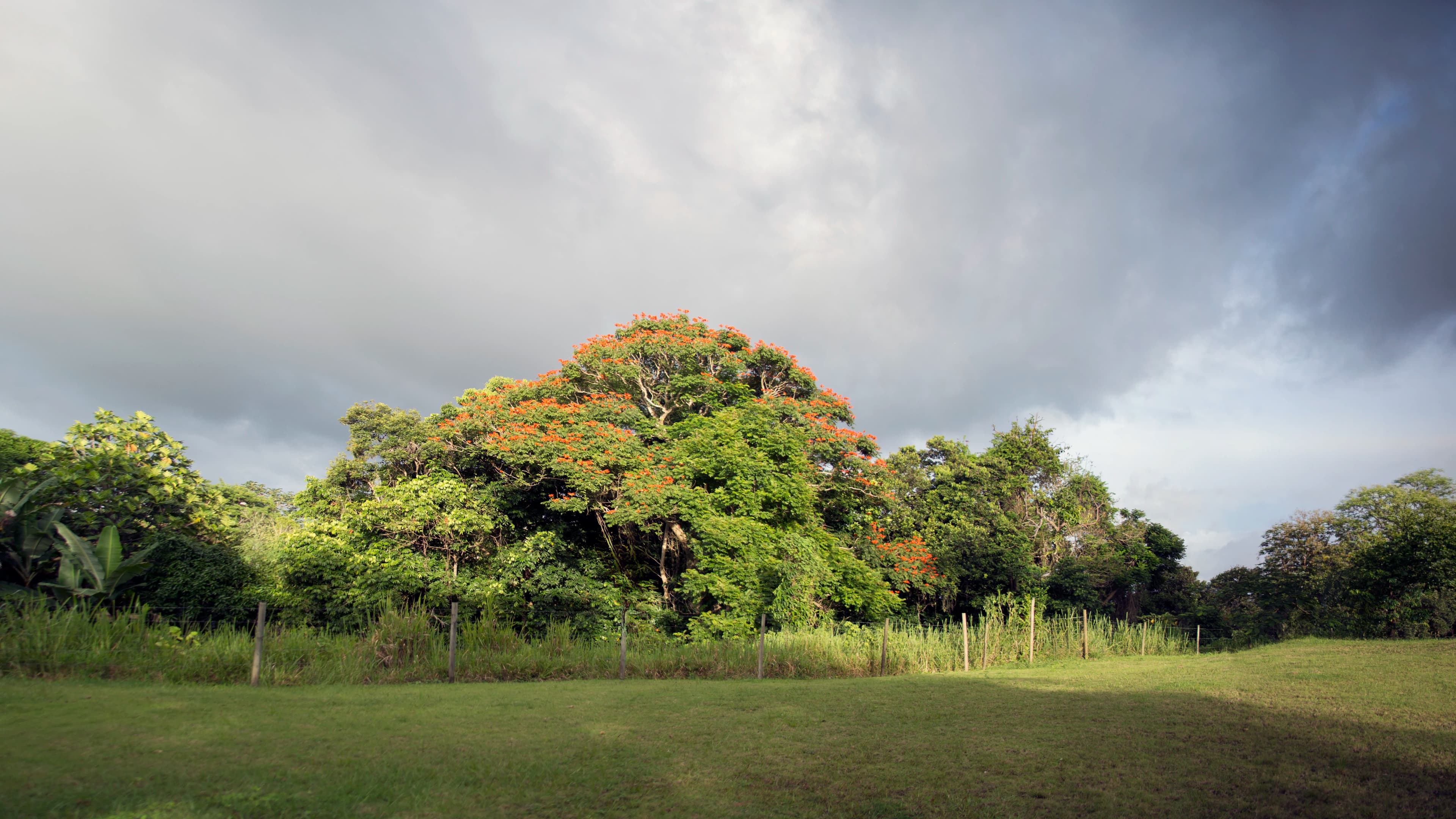 Panoramic Puerto Rican landscape with a flowering flamboyan tree beneath approaching storm clouds along the road from San Juan toward Lares, titled Still Beautiful by Francisco Colón.