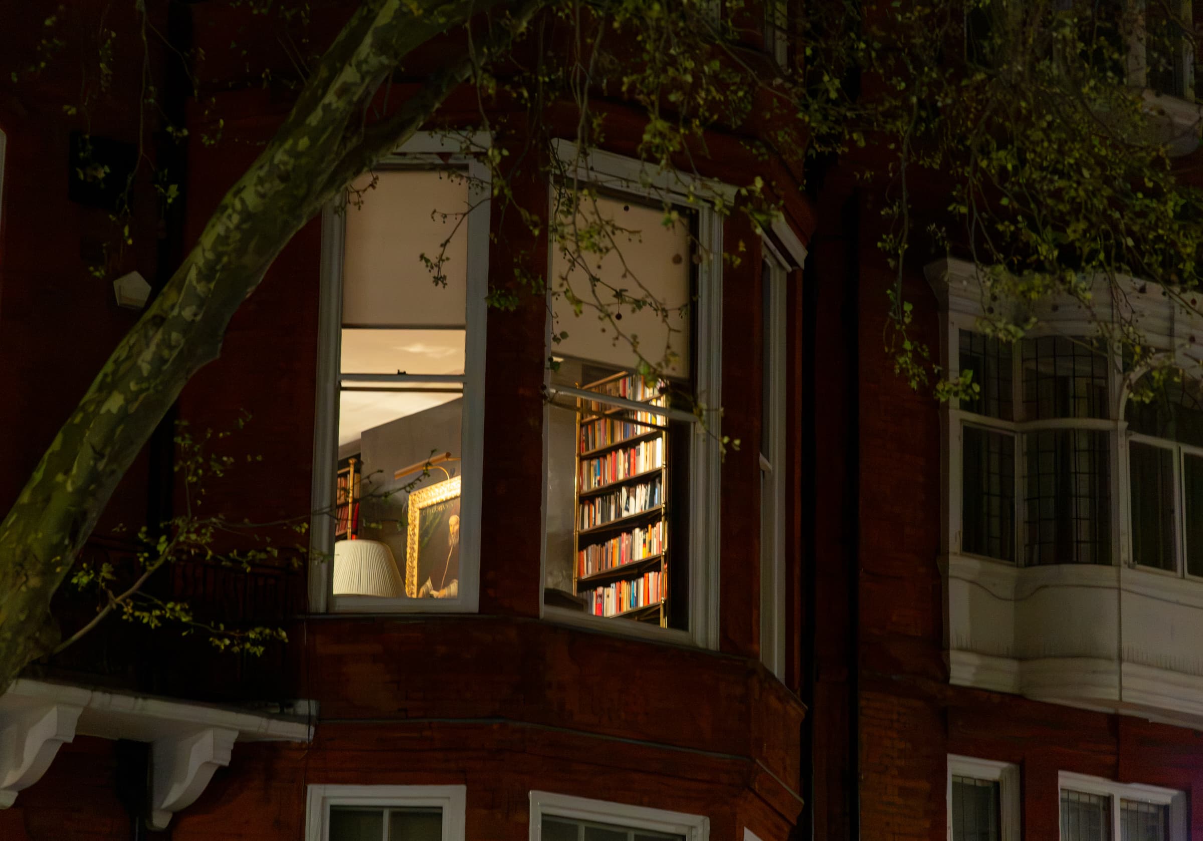A warmly illuminated residential window in Chelsea, London, revealing shelves filled with books, a lamp, and a framed portrait behind a large foreground tree.