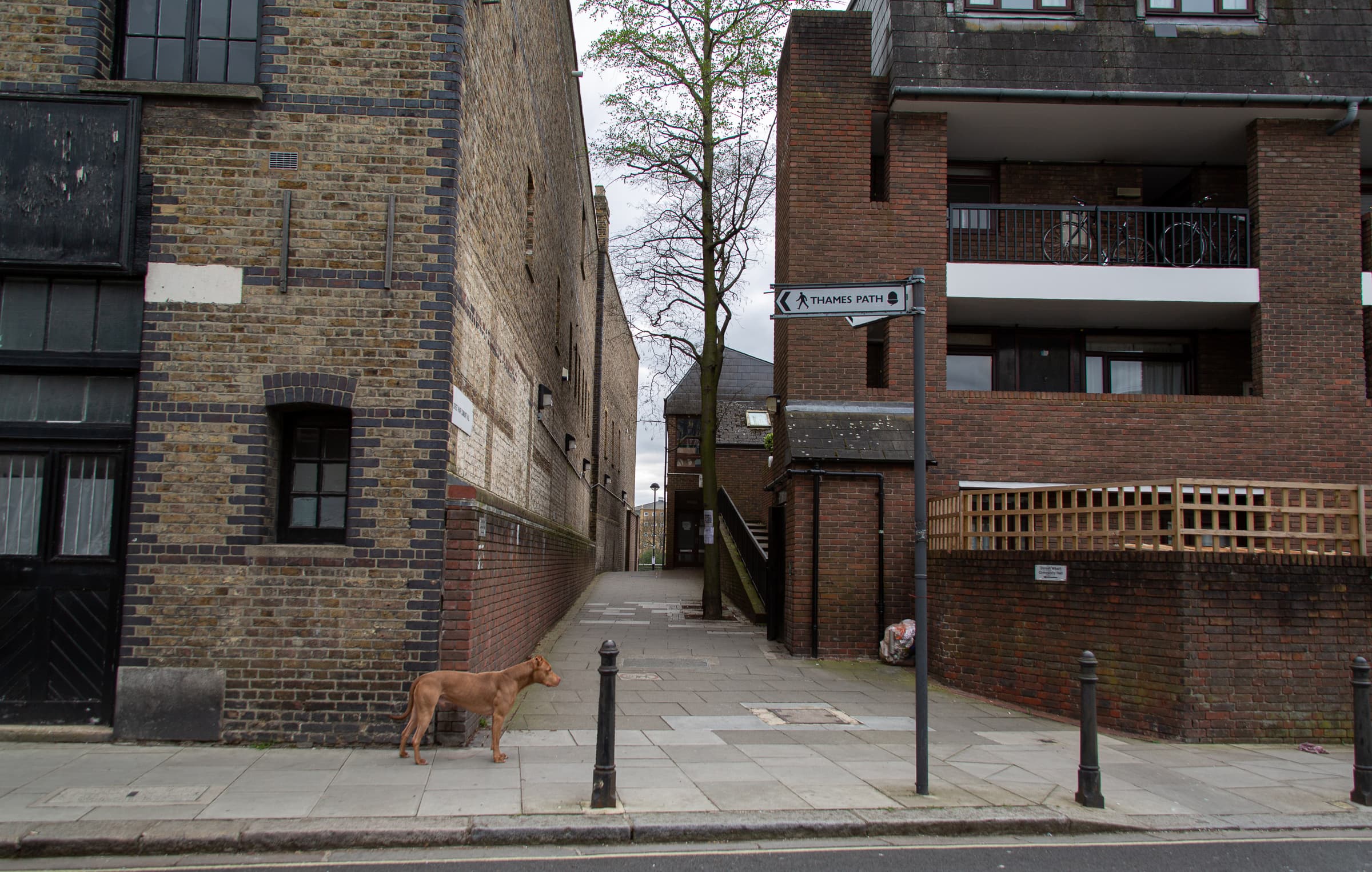 A lone brown dog standing beside a brick building at the entrance to a narrow passage marked by a Thames Path sign in London.