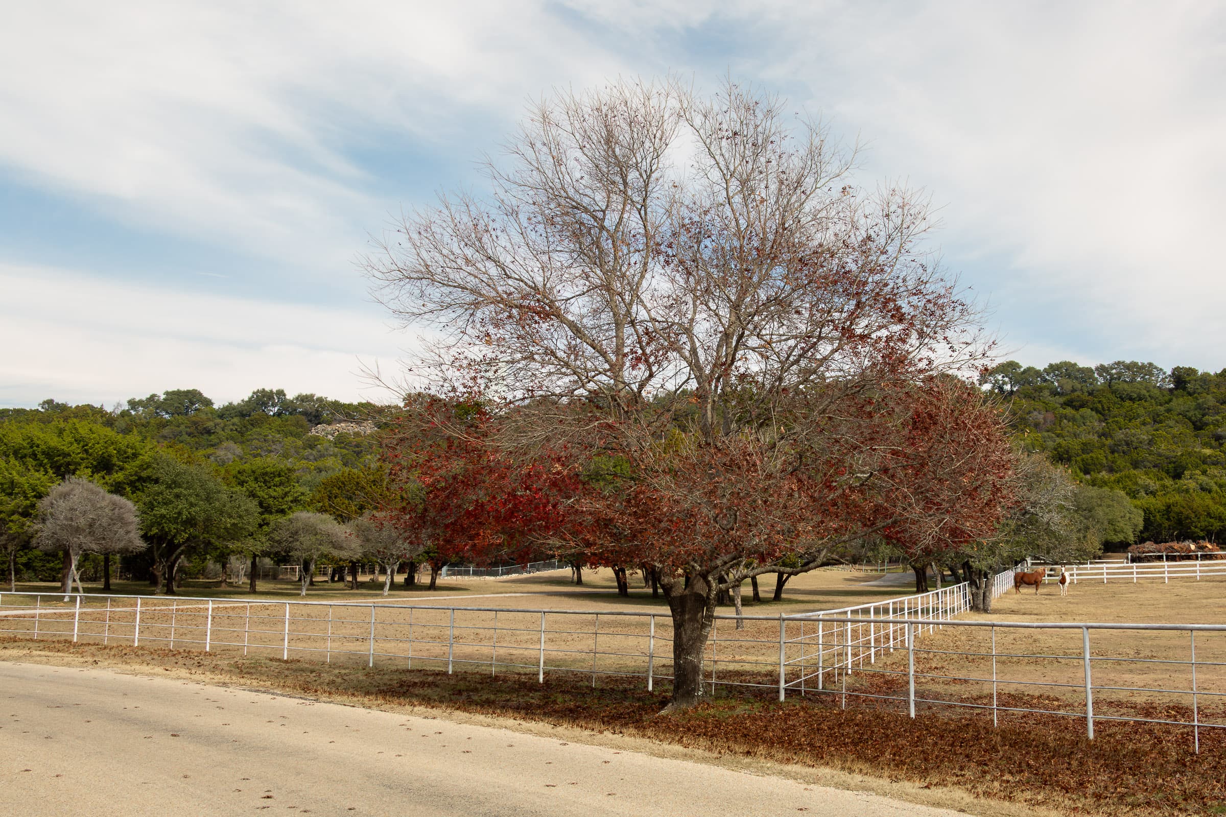 Mature roadside tree with red leaves beside fences and a dry winter pasture with horses near Killeen, Texas, photographed by Francisco Colón.