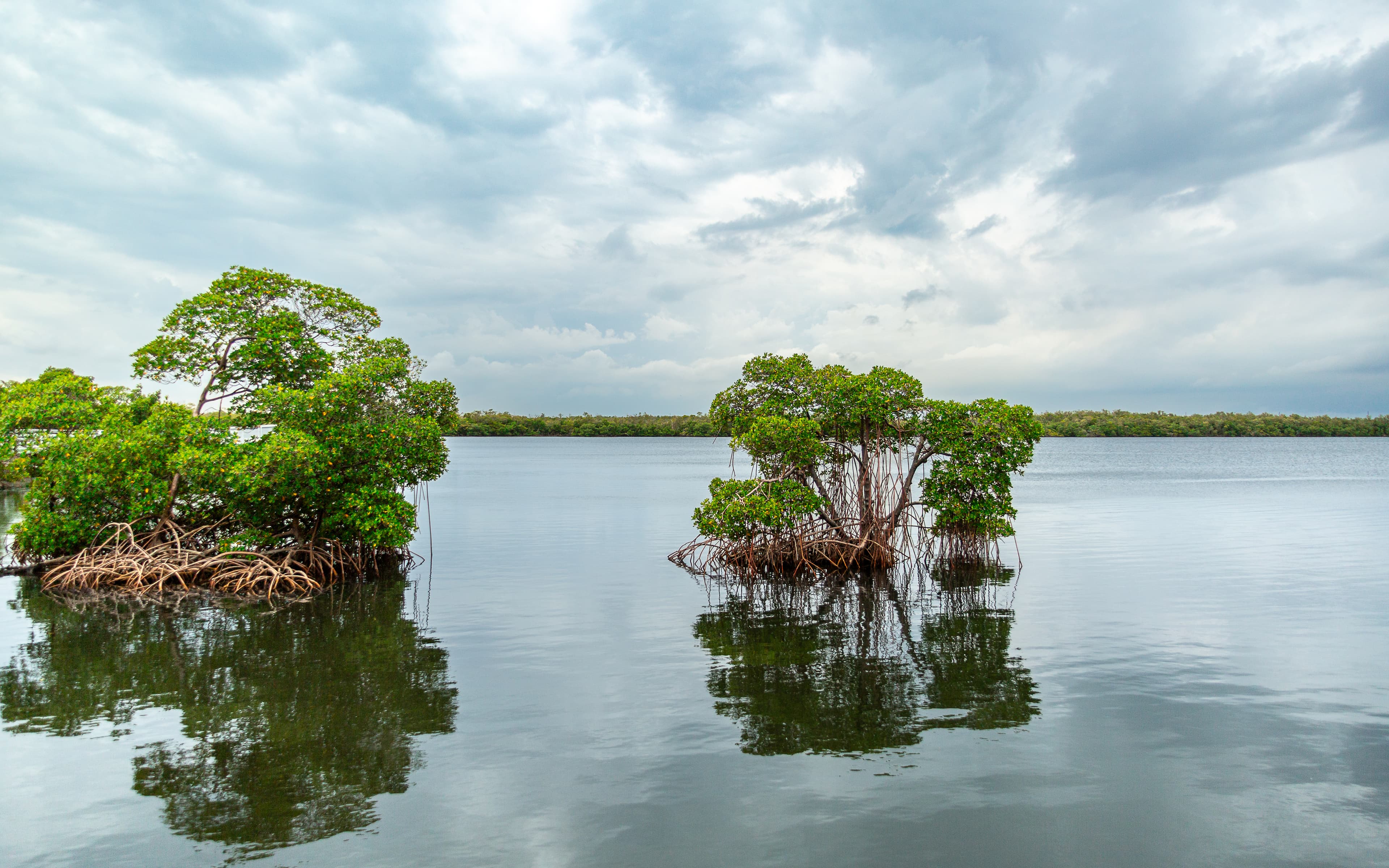 Two groups of mangroves with exposed roots reflected in calm water beneath a broad cloud-filled sky in a Fort Lauderdale area nature preserve, photographed by Francisco Colón.